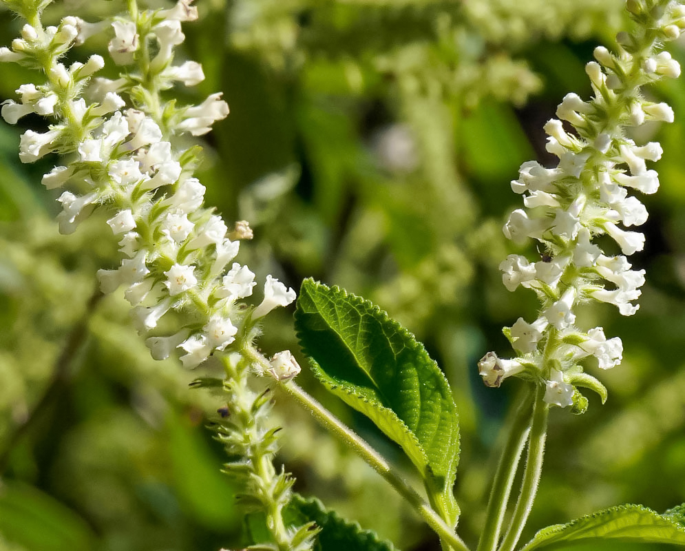 Two Aloysia virgata inflorescence with white flowers