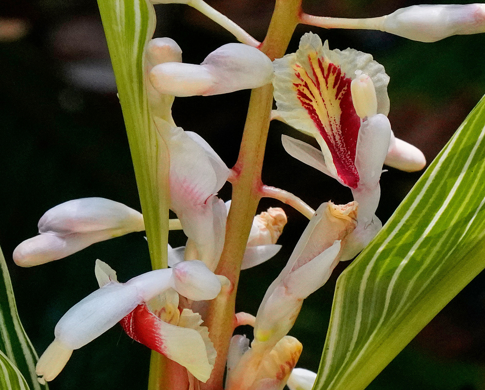 A white Alpinia formosana flower with red and yellow markings