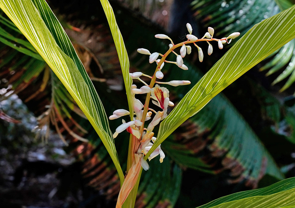 Alpinia formosana inflorescence in the center of variegated leaves