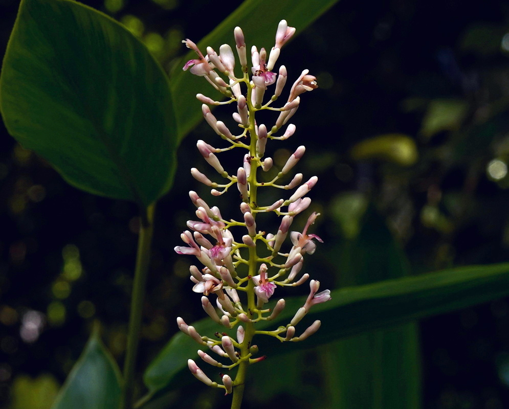 Alpinia galanga Pale Pink Buds Pale pink Alpinia galanga buds extend along a slender branching flower spike
