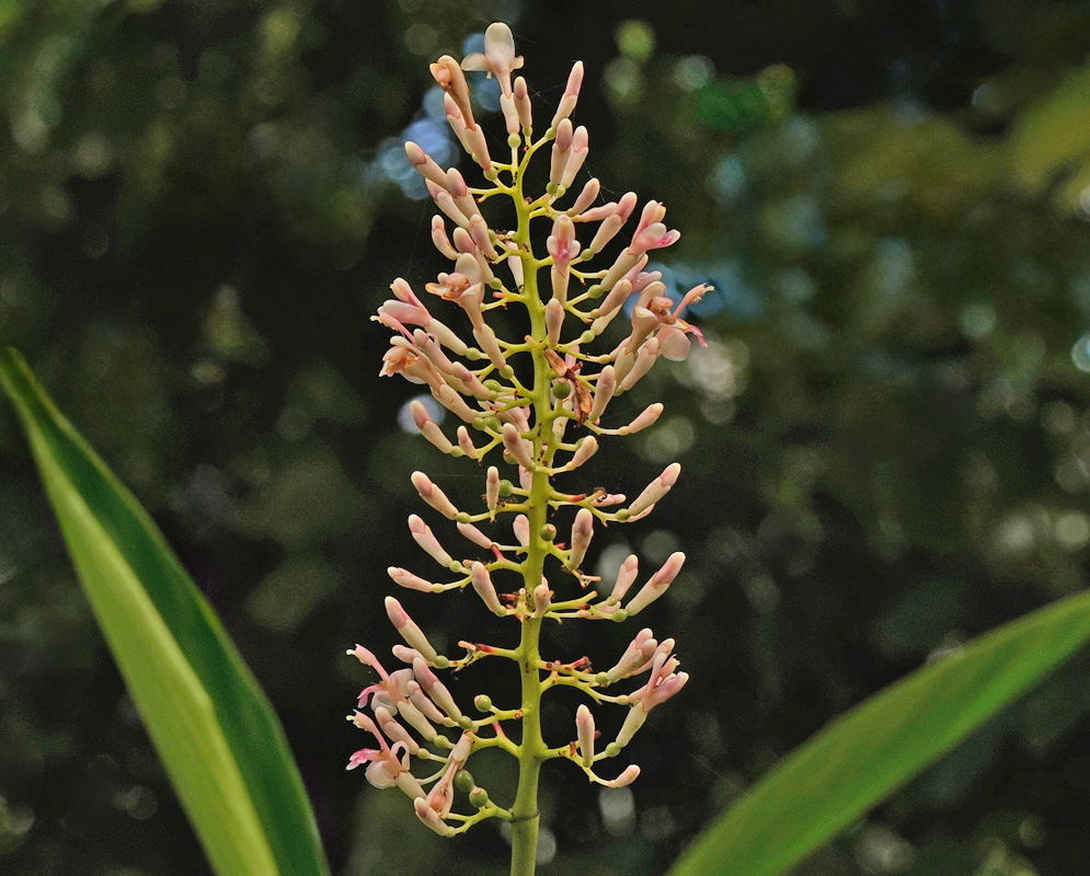Alpinia galanga Branching Flower Spike An upright Alpinia galanga inflorescence has spreading branches with pink buds and small flowers
