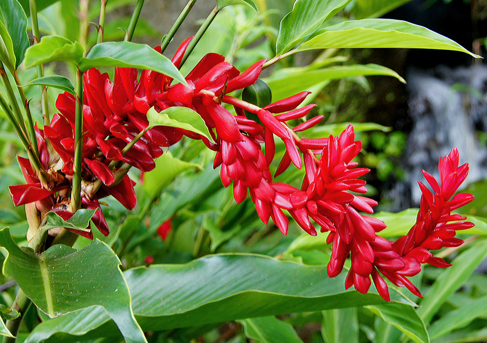 A long curving red spike inflorescence with new off-shoots growing from the bracts