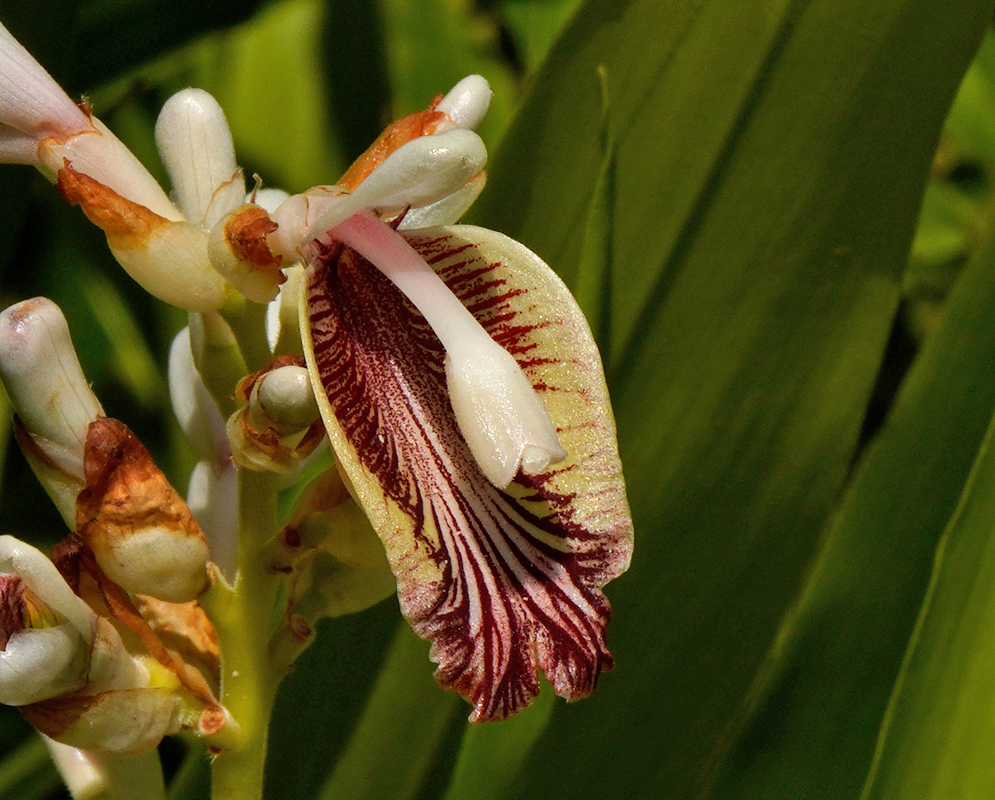Alpinia officinarum Flower Detail A close-up of a single Alpinia officinarum flower showing its curved white petal and prominent maroon-striped labellum emerging from a cluster of pale buds