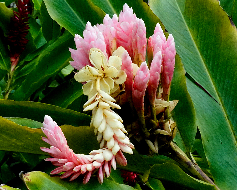 Alpinia Purpurata Pink Bracts Close-up of pale pink and creamy white flower bracts tightly clustered among large green leaves