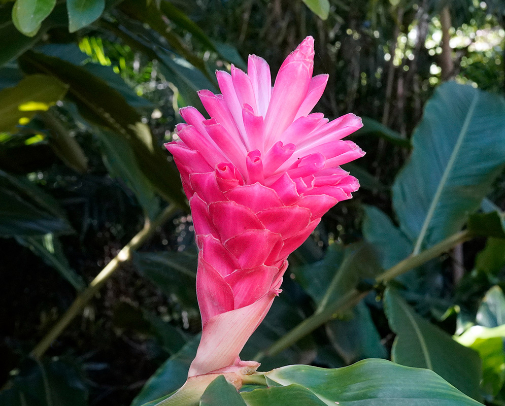 Alpinia Purpurata Pink Inflorescence Bright pink flower bracts spiraling upward on a single stalk with lush green foliage in the background