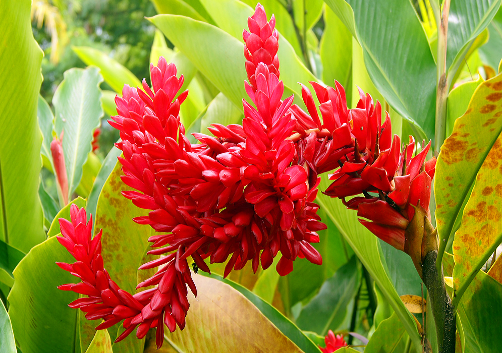 Curving bright red inflorescences 