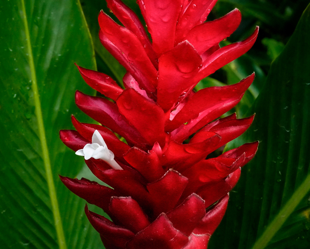 Straight upright red inflorescence spike in sunlight