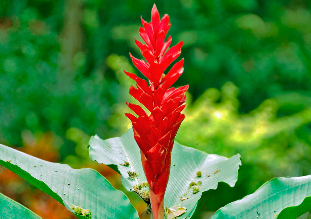 A straight upright red inflorescence