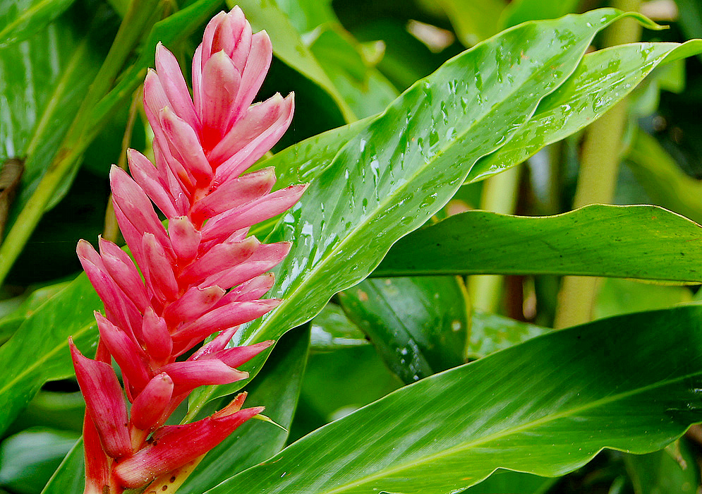 Pink Alpinia purpurata inflorescence and leaves after a rainfall