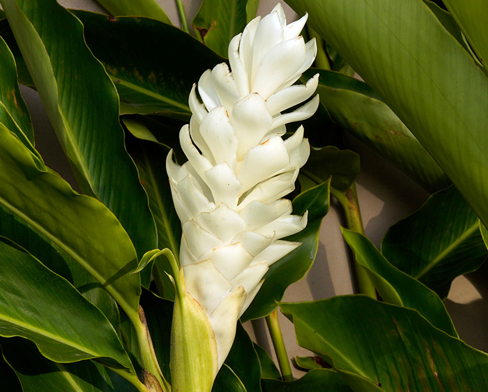 Compact white floral bracts rising from glossy green leaves in full daylight
