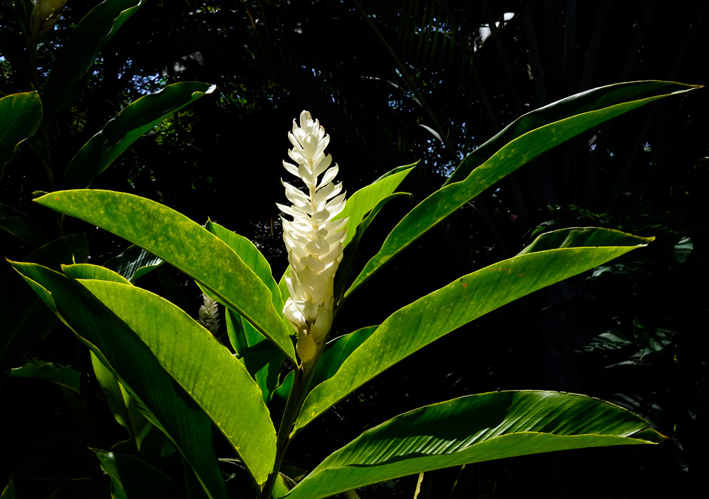 White flower spike illuminated by sunlight among tall lush green leaves