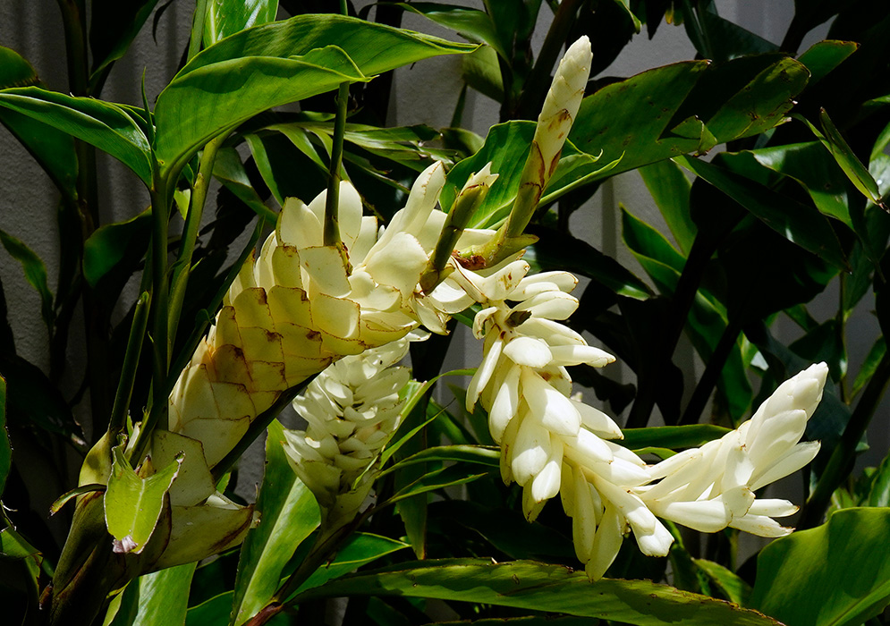 Cluster of arching white flower spikes with thick green stems and foliage in bright daylight