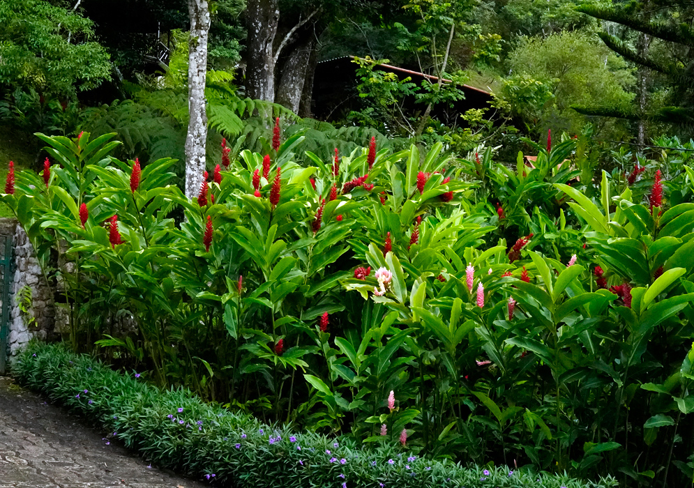 Alpinia Purpurata in Flowering Cluster Dense cluster of tall leafy Alpinia Purpurata in Flowering Cluster with upright red and pink flower spikes next to a stone path and trees in the background