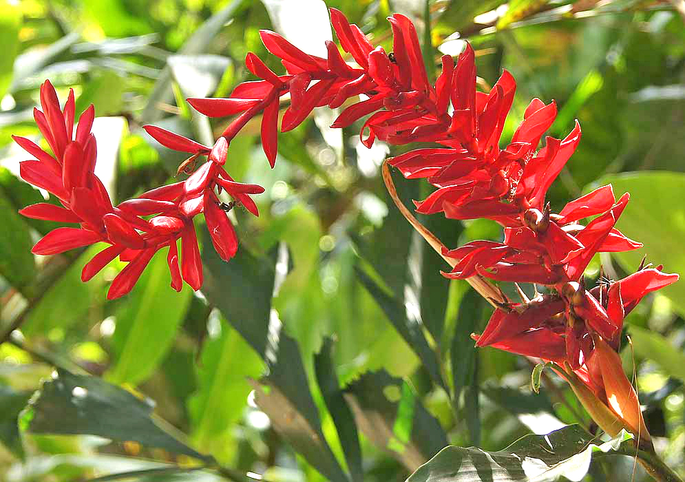 A curving upright red inflorescence in dappled sunlight