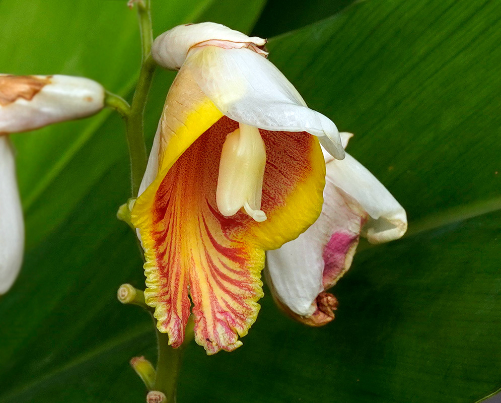 Alpinia Zerumbet Flower Yellow Close-up of a tubular white flower with frilled yellow and red throat and bold central stamen