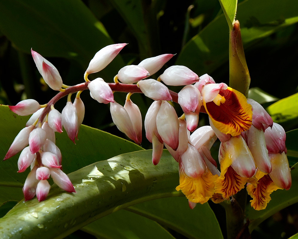 Alpinia Zerumbet Flowering Inflorescence Cluster of waxy pink flower buds with yellow and red throats emerging along a curved stem