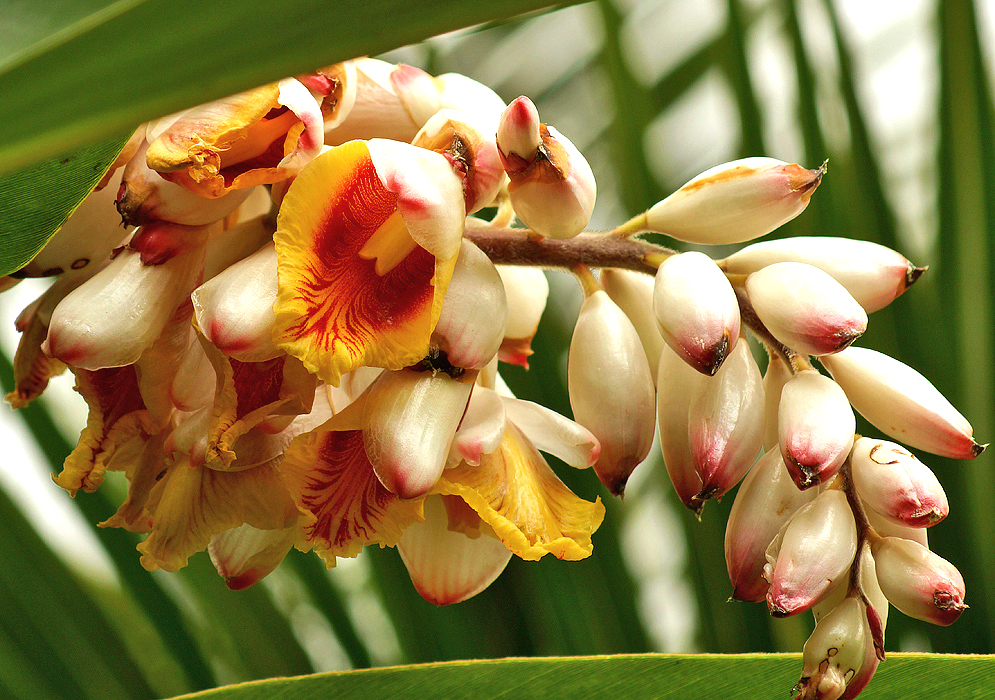 Alpinia zerumbet with white buds with pink tips and one open flower with a yellow lip and dark red stripes