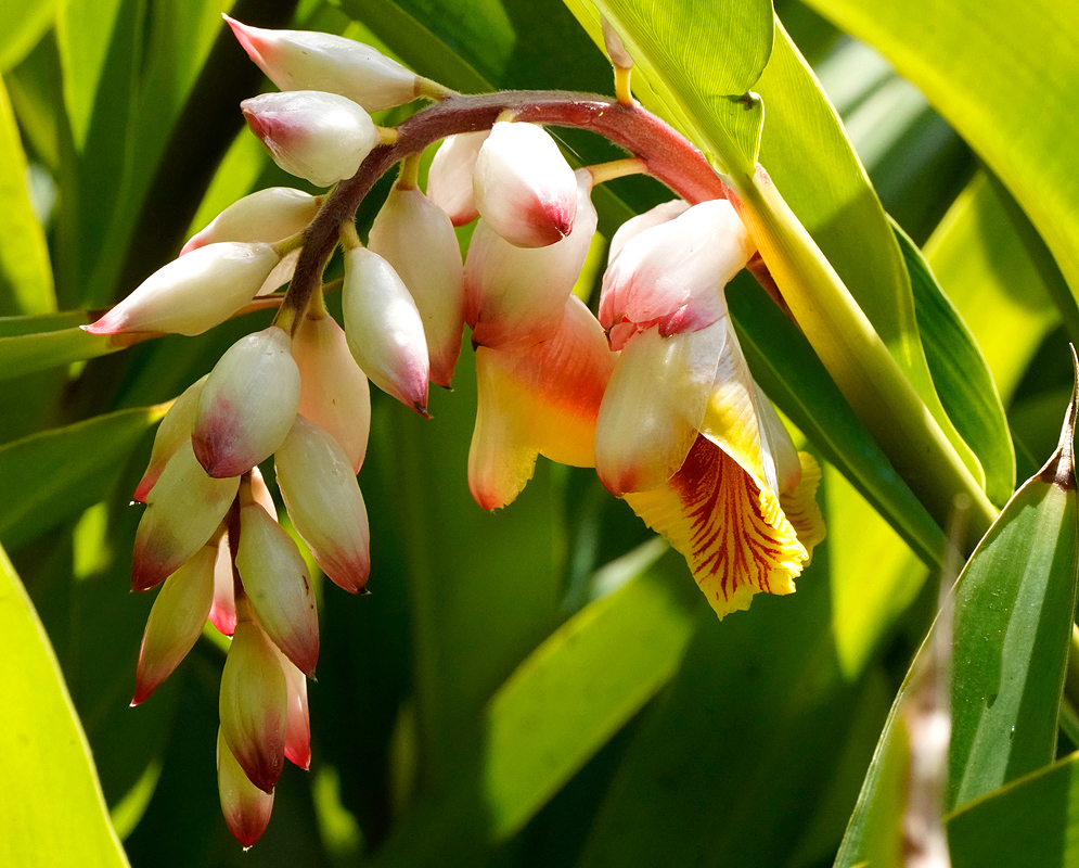 Alpinia zerumbet inflorescence with white flower buds with red tips and a yellow flower