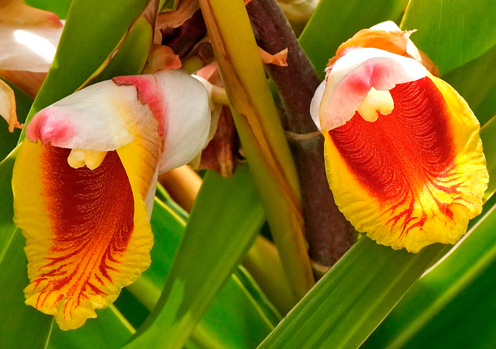 Two red and yellow Alpinia zerumbet flowers with white sepals