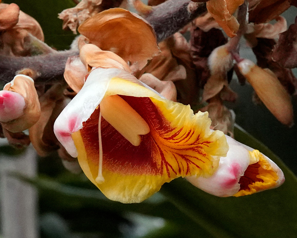 Alpinia Zerumbet Flower Close-Up Close-up of a single Alpinia zerumbet flower with curled yellow and red-striped lip and waxy white petals