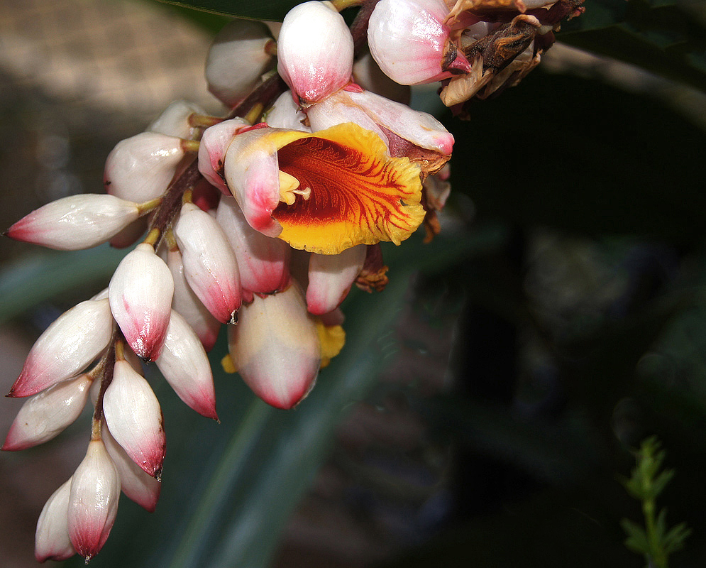 White buds with pink tips and one open flower with a yellow lip and reddish purple stripes pointing towards the lip margins 