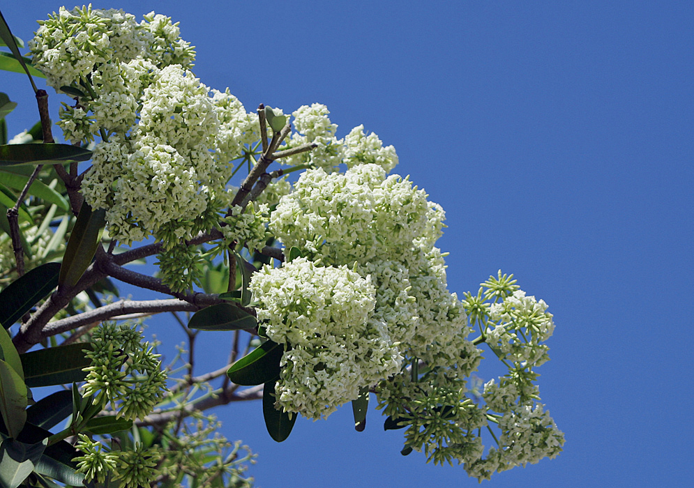 A branch with clusters of white Alstonia scholaris flowers against a blue sky