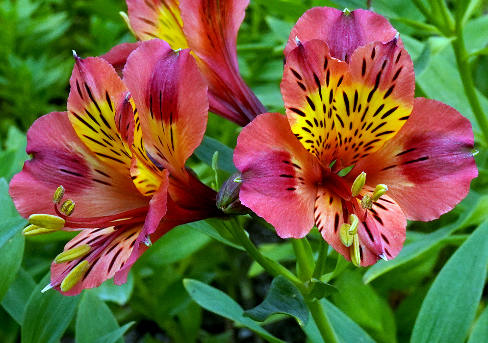 Dark Pink Alstroemeria Aurea Flowers Close-up of dark pink Alstroemeria aurea flowers with yellow centers and bold black markings on their upper petals