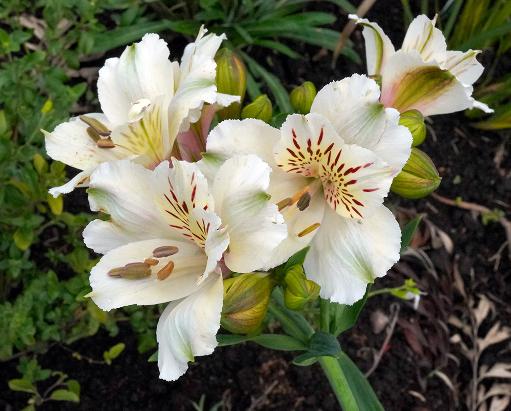 White Alstroemeria Aurea Flower Cluster Cluster of creamy white Alstroemeria aurea flowers with red markings and pale green accents blooming in garden soil