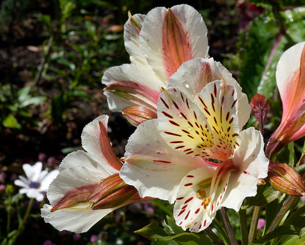 White Alstroemeria aurea Flower with Red Streaks Close-up of a white Alstroemeria aurea flower with yellow center and red streaks, surrounded by buds and foliage in sunlight