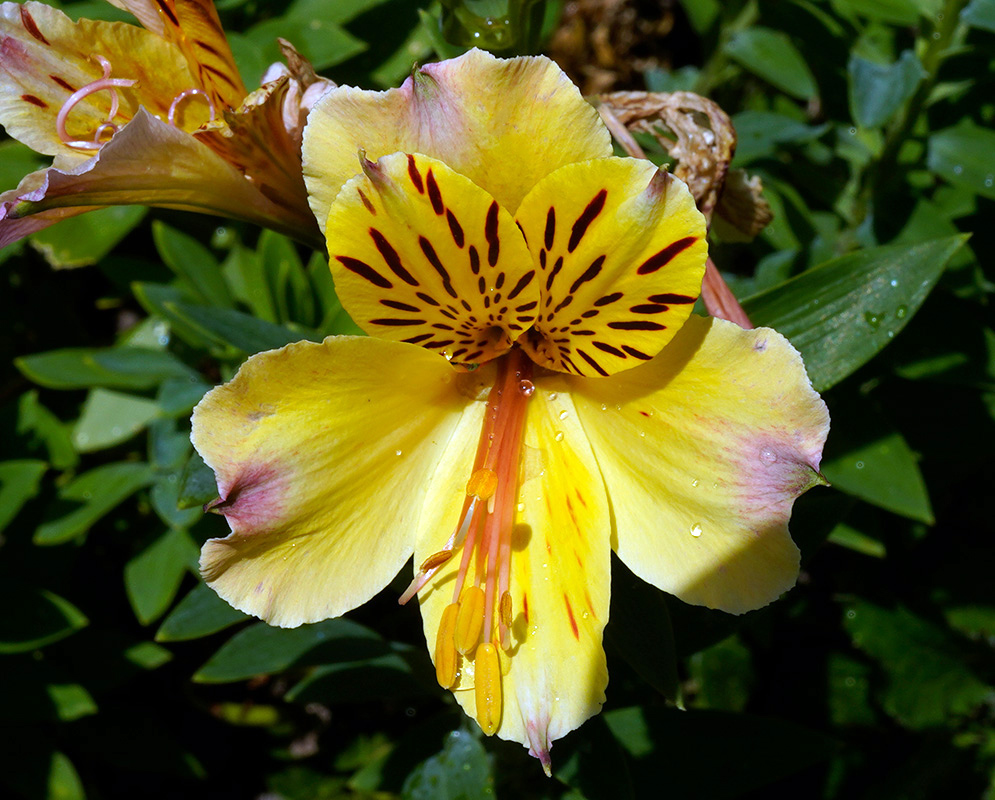 Yellow Alstroemeria aurea with Red Streaks Bright yellow Alstroemeria aurea flower with red streaks on upper petals and dewdrops on the lower petals, set against green foliage