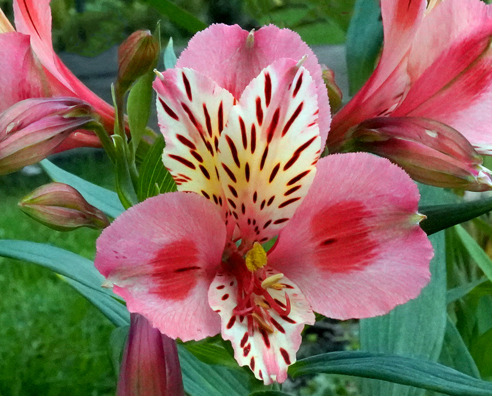 Pink and Cream Alstroemeria Aurea Flower Single pink and cream Alstroemeria aurea flower with deep red markings and soft green background