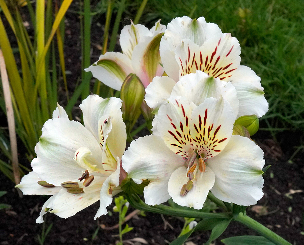 White Alstroemeria aurea Flowers in Bloom Cluster of delicate white Alstroemeria aurea flowers with dark red streaks blooming in a garden setting