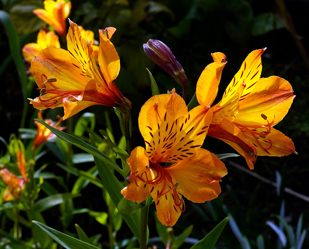 Alstroemeria Aurea Flowers in Sunlight Bright orange and yellow Alstroemeria aurea flowers with dark red streaks blooming in sunlight among green leaves