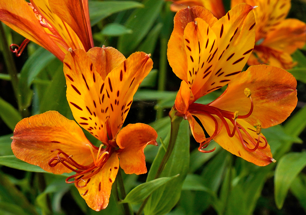 Orange Alstroemeria aurea in Bloom Vibrant orange Alstroemeria aurea flowers with red speckled upper petals and curved red stamens blooming among green leaves