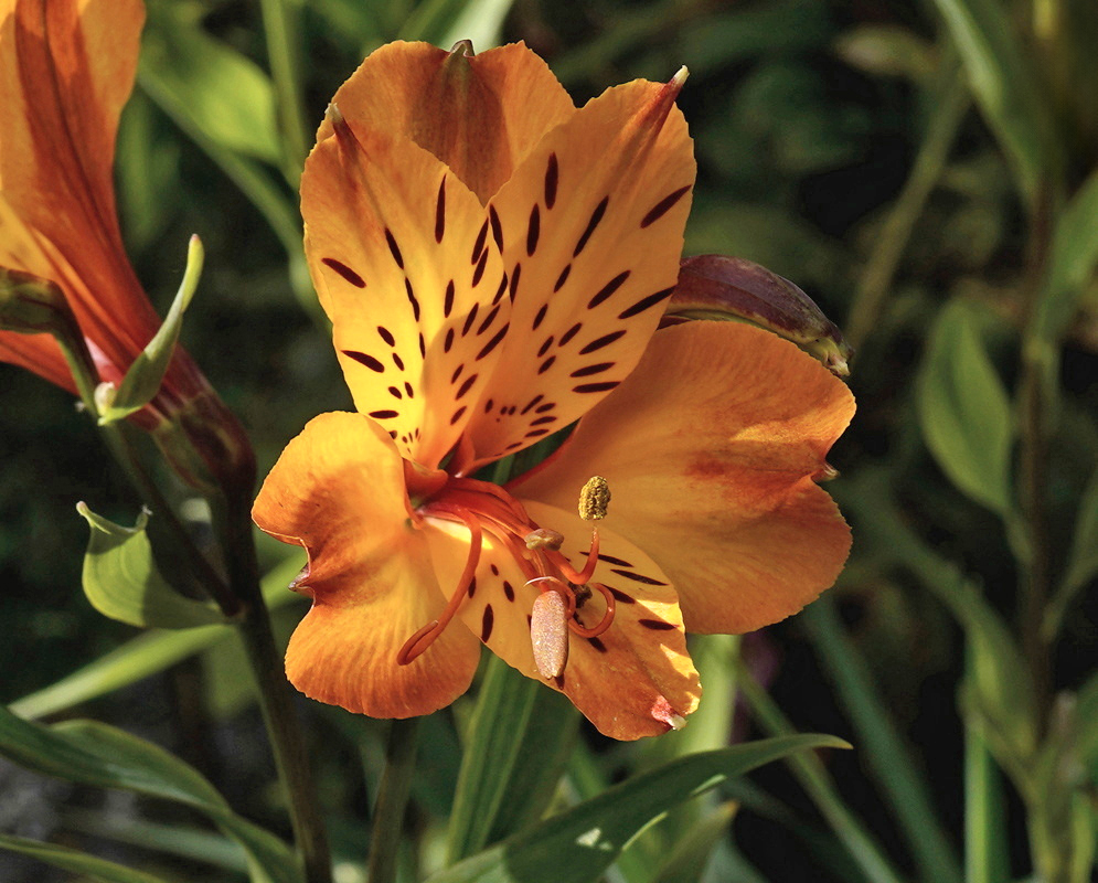 Alstroemeria aurea Spotted Orange Flower An Alstroemeria aurea flower has orange petals and dark markings around a yellow center