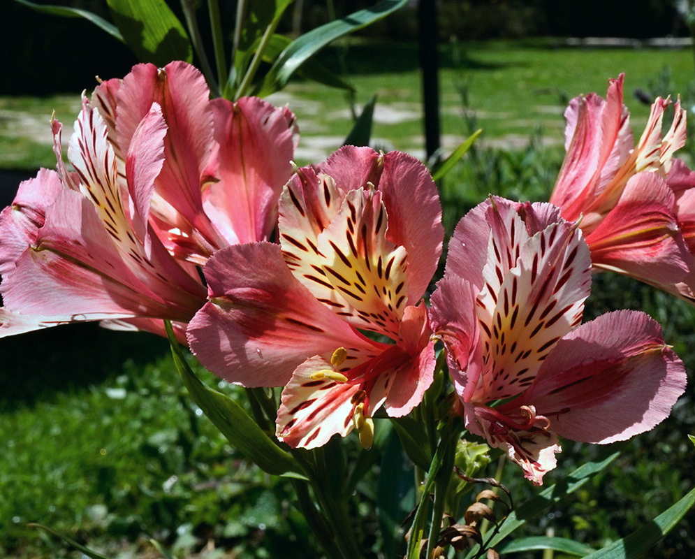 Alstroemeria aurea Pink Flower Cluster Alstroemeria aurea bears clustered pink flowers with yellow centers and dark markings