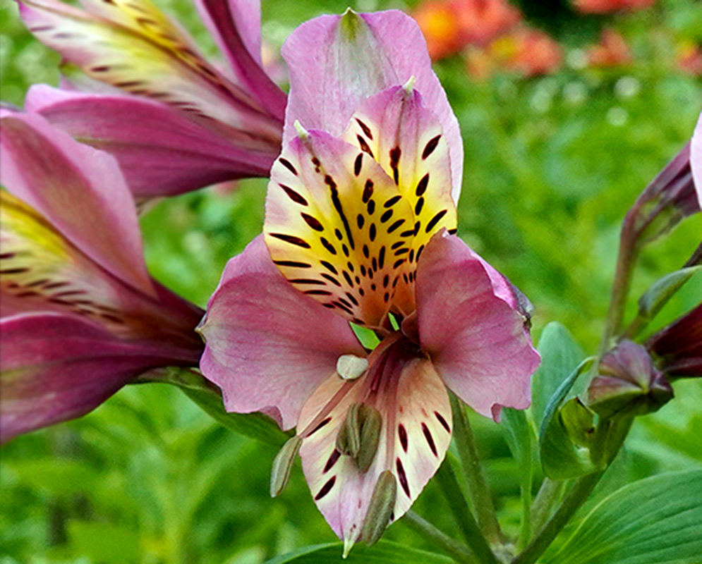 Pink Alstroemeria aurea Flower in Bloom Delicate pink Alstroemeria aurea flower with yellow and maroon-speckled inner petals, blooming in a vibrant green garden