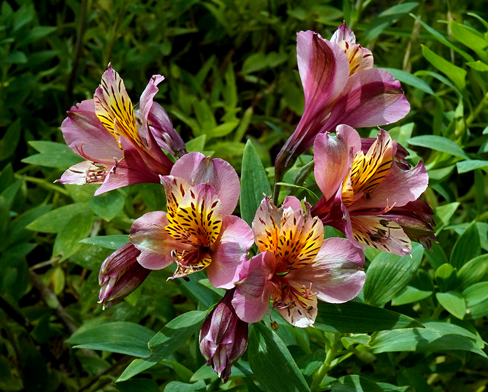Pink Alstroemeria aurea Flower Cluster luster of pink Alstroemeria aurea flowers with yellow and maroon markings, blooming against lush green foliage