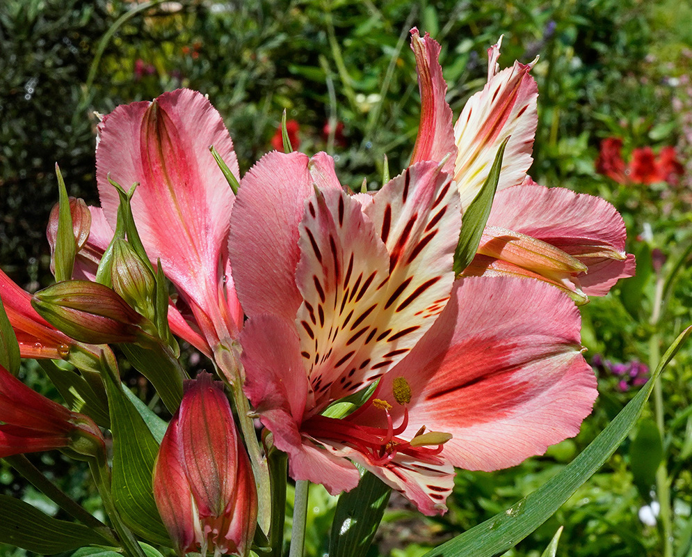 Pink Alstroemeria aurea Flower in the Garden Close-up of pink Alstroemeria aurea flower with red markings and striped inner petals, surrounded by green buds and foliage in a garden