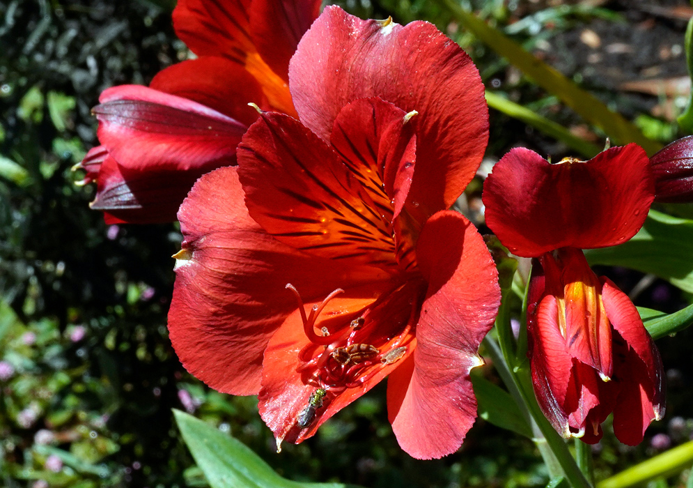 Red Alstroemeria aurea Flower Vibrant red Alstroemeria aurea flower with orange and black-striped throat, shining in bright sunlight