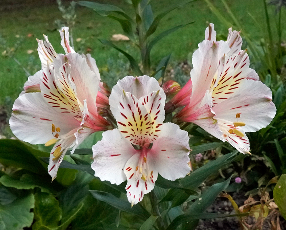 White Alstroemeria aurea Flowers Delicate cluster of pale white Alstroemeria aurea flowers with light pink highlights and red speckled markings, blooming in a garden