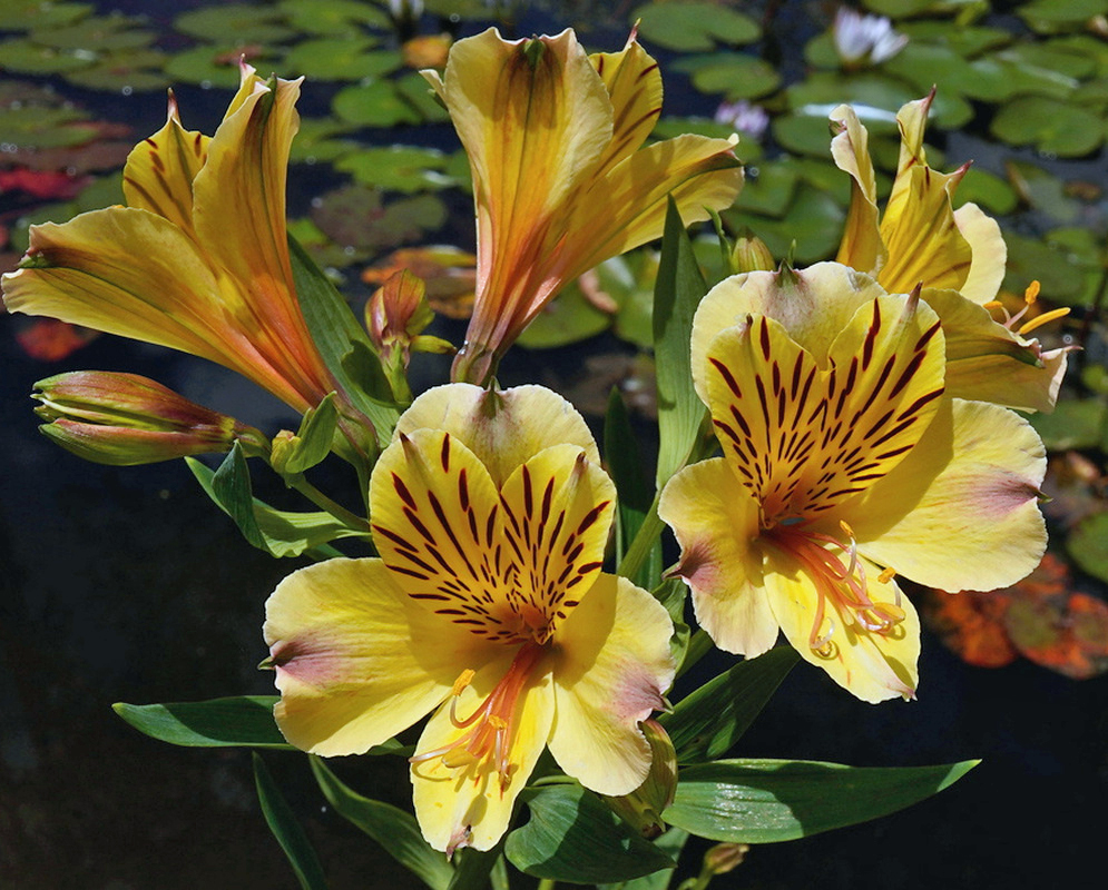 Alstroemeria aurea Yellow Flower Cluster Clustered Alstroemeria aurea flowers have yellow petals and dark streaks around their throats
