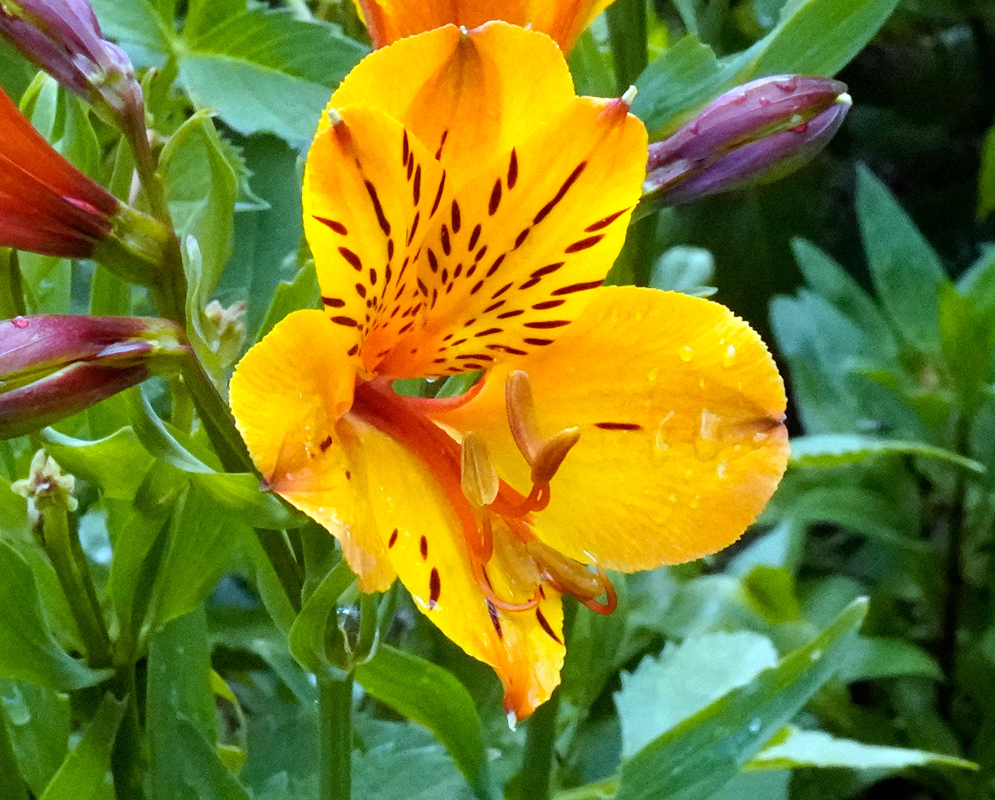 Yellow Alstroemeria aurea Flower Bright yellow Alstroemeria aurea flower with red markings and water droplets on its petals, standing out against green foliage