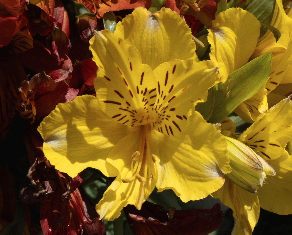 Alstroemeria aurea Sunlit Yellow Flower A sunlit Alstroemeria aurea flower has bright yellow petals with dark streaks
