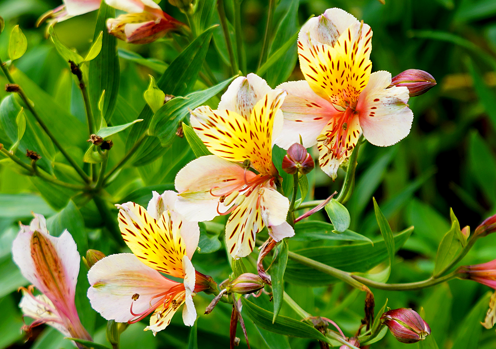 Three yellow and cream-color Alstroemeria aurea flowers with brown markings and pink filaments