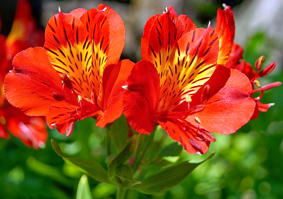 Two bright red alstroemeria aurea flowers with yellow and brown markings in sunlight