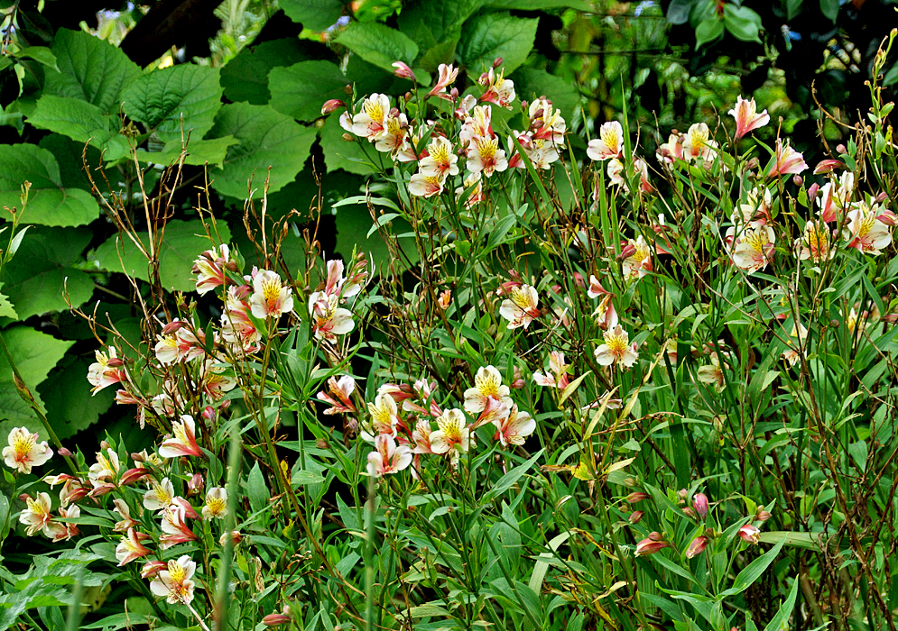 A bed of yellow and pink Alstroemeria aurea flowers