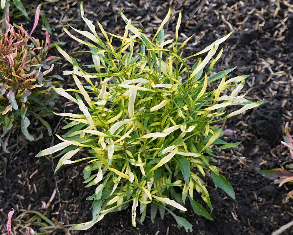 Alternanthera bettzickiana with yellow, white and green leaves