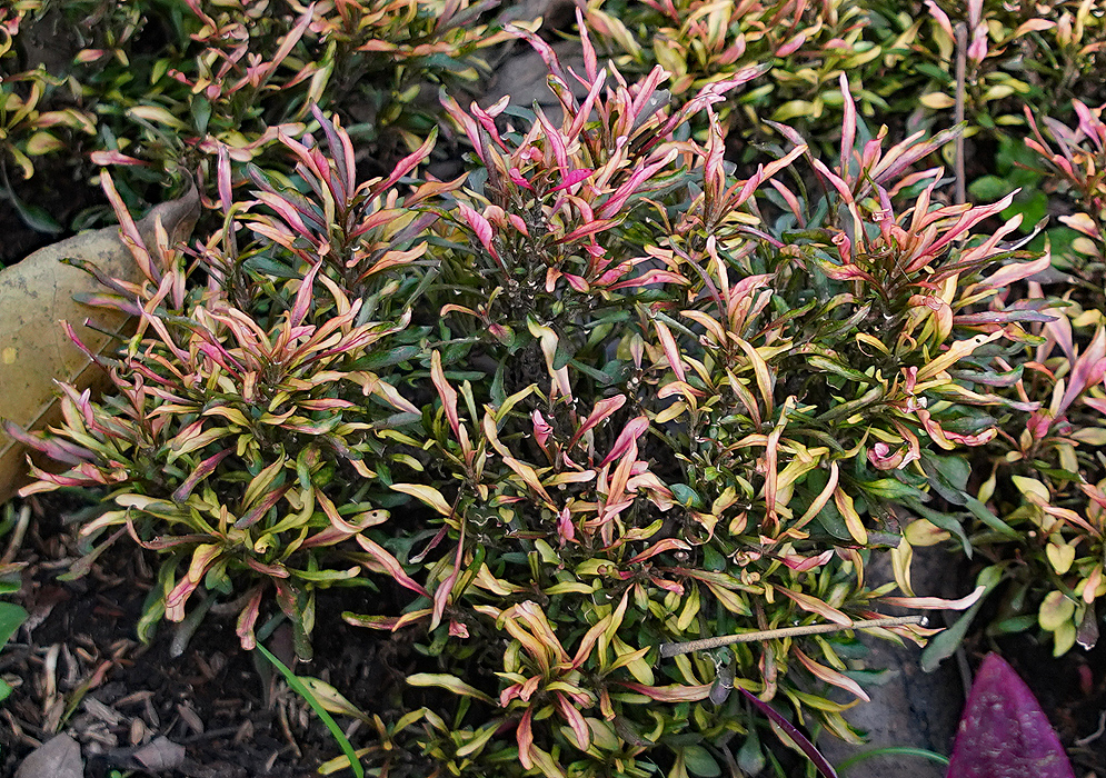 Alternanthera bettzickiana with multi-colored leaves