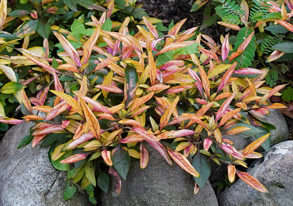 Alternanthera bettzickiana with pink, yellwo and green leaves